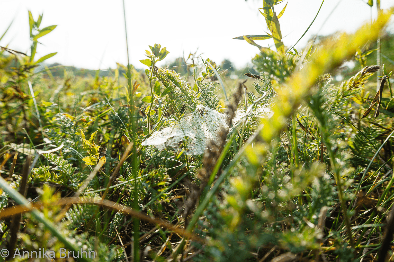 Spinnennetz am Morgen